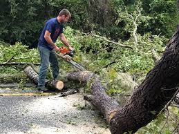 How Our Tree Care Process Works  in  Hamilton, AL