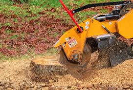 Best Root Management and Removal  in Hamilton, AL