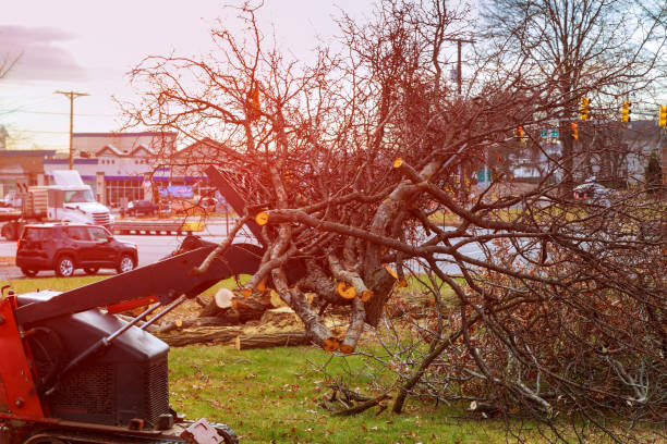 Best Fruit Tree Pruning  in Hamilton, AL