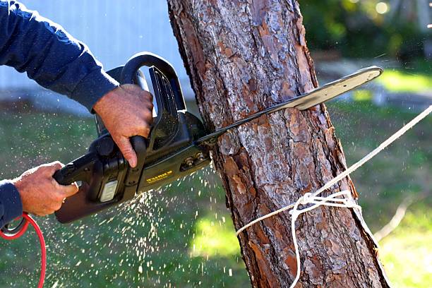 Reliable Hamilton, AL Tree Services Solutions