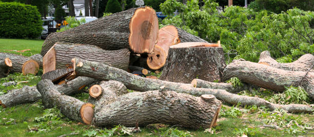 Best Tree Risk Assessment  in Hamilton, AL