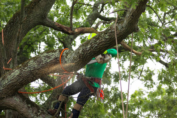 Best Tree Cabling and Bracing  in Hamilton, AL