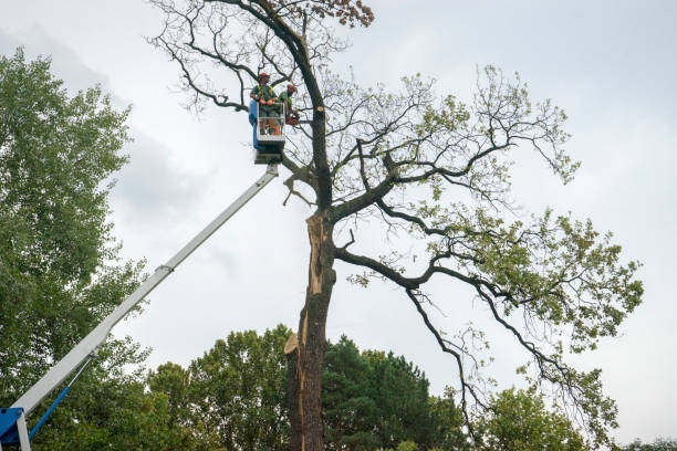 Best Seasonal Cleanup (Spring/Fall)  in Hamilton, AL