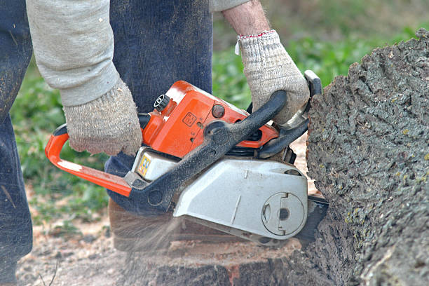 Best Arborist Consultation Services  in Hamilton, AL