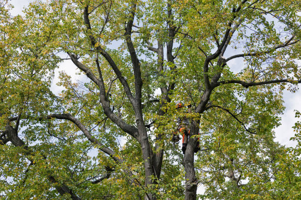  Hamilton, AL Tree Services Pros